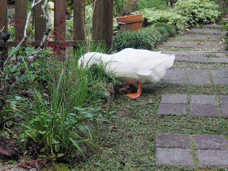 世羅カフェ