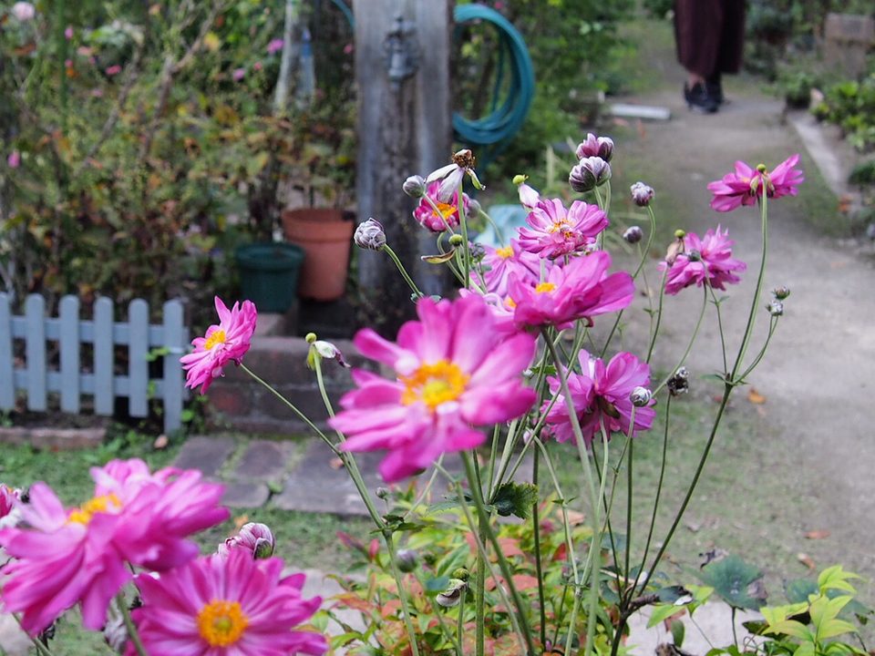 世羅カフェ